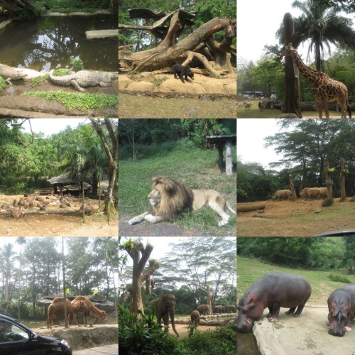 Taman Safari Indonesia di Cisarua